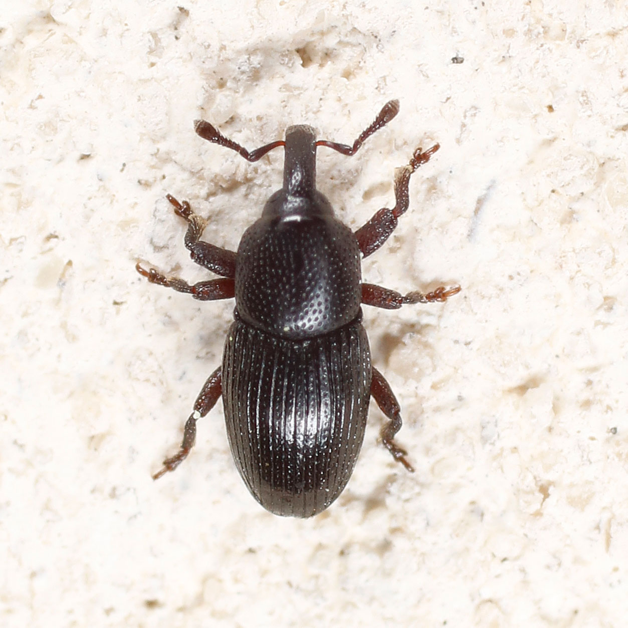 Aiuto identificazione